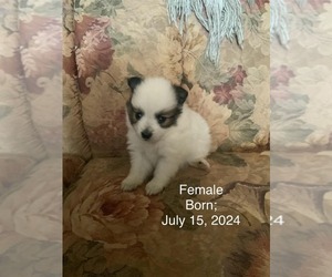 Pomeranian Puppy for sale in ODESSA, TX, USA