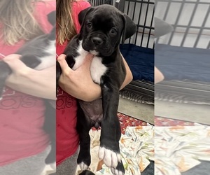 Boxer Puppy for sale in AULT, CO, USA
