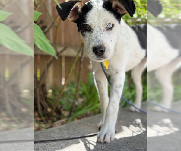 Medium Photo #7 Mutt Puppy For Sale in Sandy, UT, USA