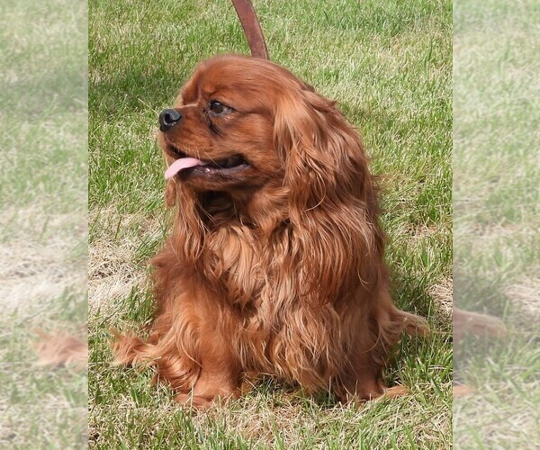 Medium Photo #1 Cavalier King Charles Spaniel Puppy For Sale in CARLISLE, KY, USA
