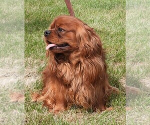 Father of the Cavalier King Charles Spaniel puppies born on 09/13/2025