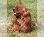 Small Photo #1 Cavalier King Charles Spaniel Puppy For Sale in CARLISLE, KY, USA