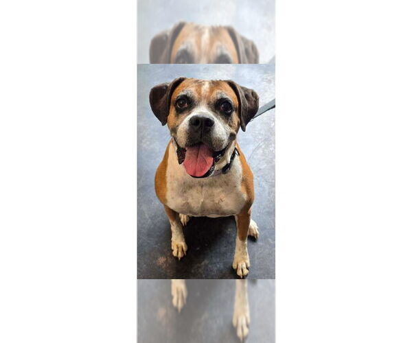 Medium Photo #13 Boxer Puppy For Sale in Austin, TX, USA