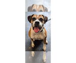 Small #12 Boxer