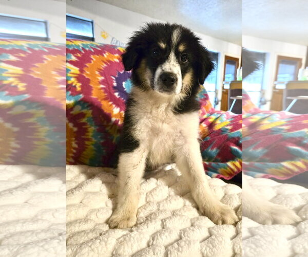 Medium Photo #2 Great Pyrenees Puppy For Sale in Spring, TX, USA