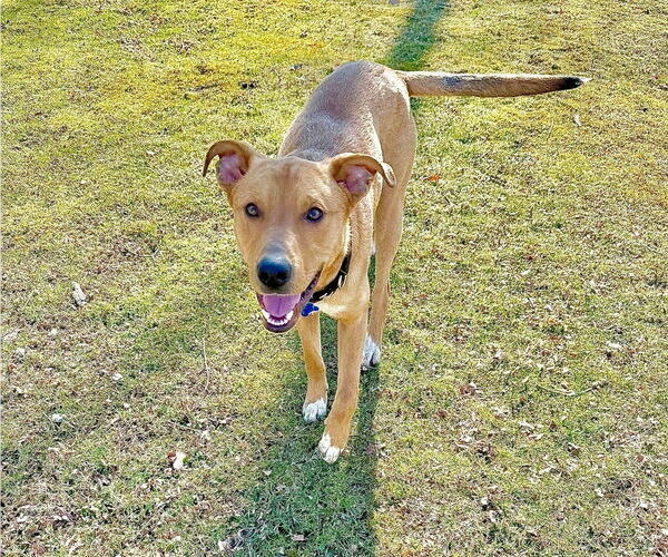 Medium Photo #1 Mutt Puppy For Sale in Springdale, PA, USA