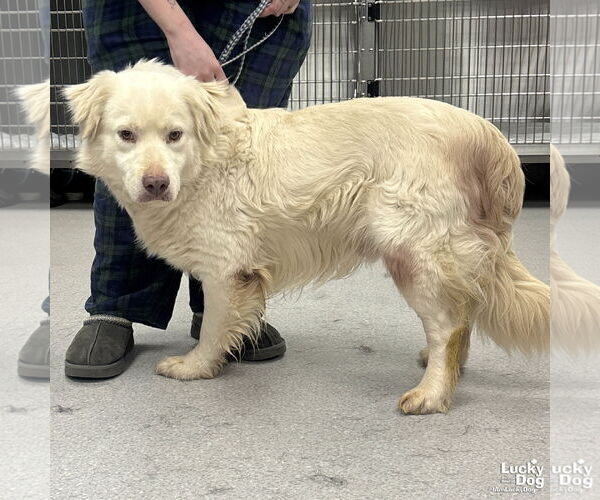Medium Photo #3 Great Pyrenees-Retriever  Mix Puppy For Sale in Washington, DC, USA