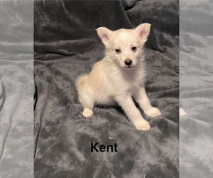 American Eskimo Dog-Unknown Mix Dogs for adoption in Topeka, KS, USA