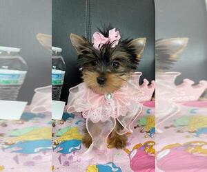 Yorkshire Terrier Puppy for sale in GREENWOOD, IN, USA