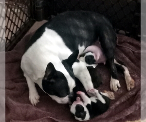 Mother of the Boston Terrier puppies born on 01/09/2023