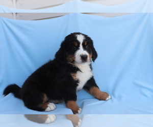 Bernese Mountain Dog Puppy for sale in SHILOH, OH, USA