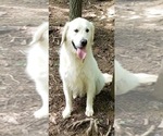 Small Photo #1 Goldendoodle Puppy For Sale in WEAVERVILLE, NC, USA