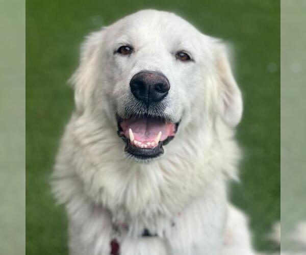 Medium Photo #1 Great Pyrenees Puppy For Sale in San Diego, CA, USA
