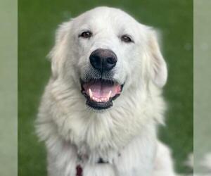 Great Pyrenees Dogs for adoption in San Diego, CA, USA