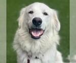 Small Great Pyrenees