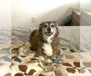 Dachshund-Unknown Mix Dogs for adoption in Candler, NC, USA