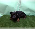 Small #1 Rottweiler-Staffordshire Bull Terrier Mix