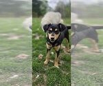 Small #3 Beagle-German Shepherd Dog Mix