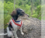Small #6 German Shorthaired Pointer Mix
