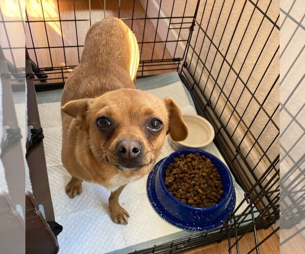 Medium Photo #1 Chihuahua Puppy For Sale in Rohnert Park, CA, USA