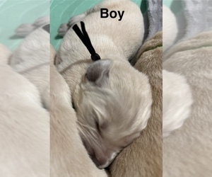 Medium Golden Retriever