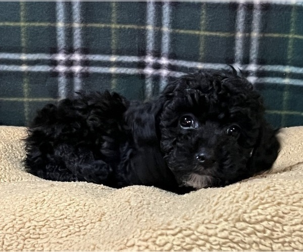 Medium Photo #8 Poodle (Miniature) Puppy For Sale in DUNDEE, OH, USA