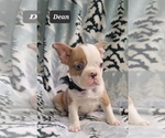 Small Photo #7 Faux Frenchbo Bulldog Puppy For Sale in MINERAL WELLS, WV, USA