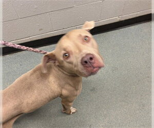 Mutt Dogs for adoption in Plano, TX, USA