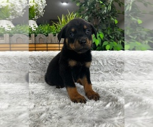 Rottweiler Puppy for sale in GREENFIELD, IN, USA
