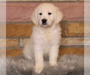 English Cream Golden Retriever Puppy for sale in FREDERICKSBG, OH, USA
