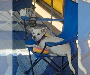 Jillie - Female Chihuahua-Unknown Mix Dog for Adoption - Photo #6