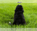 Small #5 Bernedoodle (Miniature)