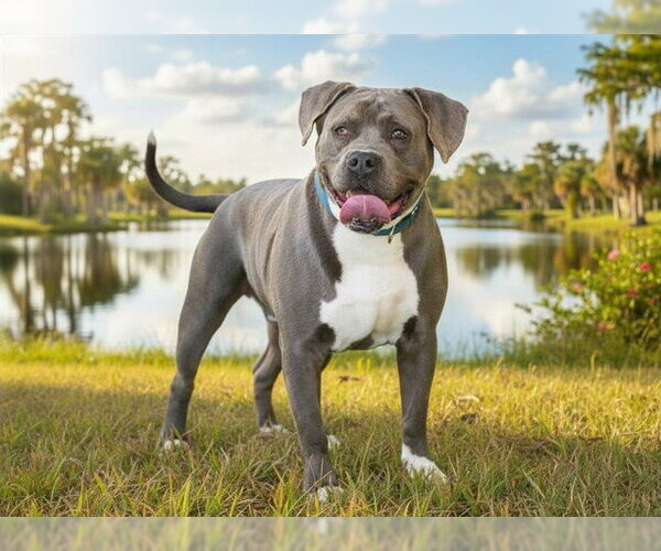 Medium Photo #2 Boxer-Unknown Mix Puppy For Sale in Tavares, FL, USA