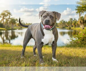 PICKLE - Male Boxer-Unknown Mix Dog for Adoption - Photo #2