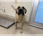 Small Mastiff Mix
