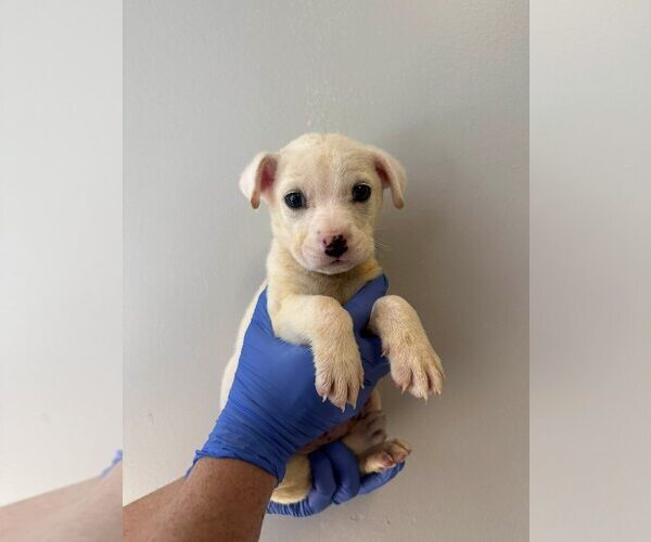Medium Photo #3 Chihuahua-Unknown Mix Puppy For Sale in New York, NY, USA