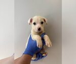 Small #2 Chihuahua Mix