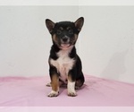 Small Photo #8 Shiba Inu Puppy For Sale in CLARK, MO, USA