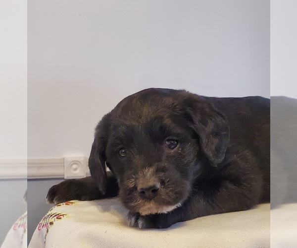 Medium Photo #3 Cattle Doodle Puppy For Sale in ATHENS TOWNSHIP, PA, USA