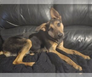 German Shepherd Dog-Unknown Mix Dogs for adoption in Rowlett, TX, USA