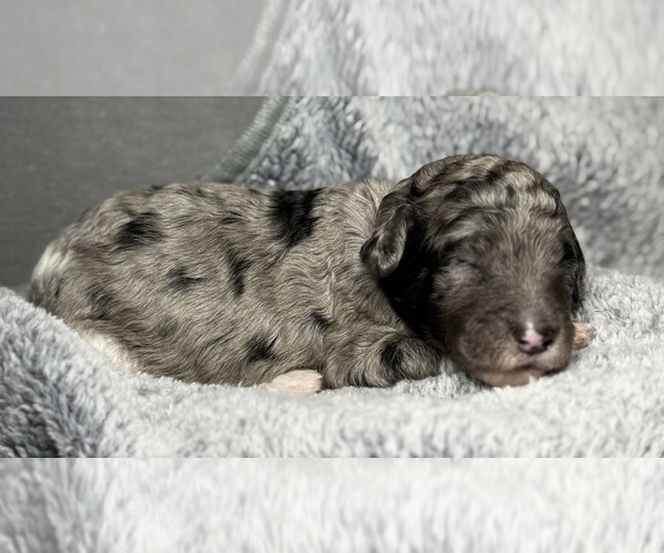 Medium Photo #24 Goldendoodle Puppy For Sale in HOWARD CITY, MI, USA