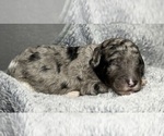 Small Photo #24 Goldendoodle Puppy For Sale in HOWARD CITY, MI, USA