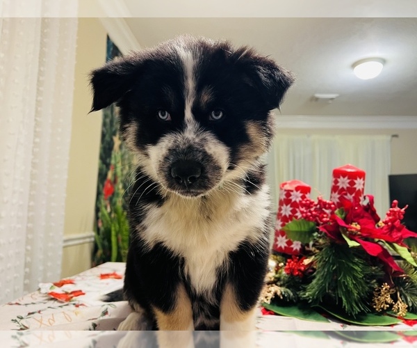 Full screen Photo #18 Siberian Husky Puppy For Sale in SUGAR LAND, TX, USA