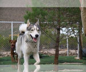 Siberian Husky Dogs for adoption in Randleman , NM, USA