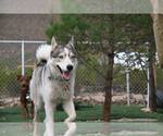 Small Siberian Husky