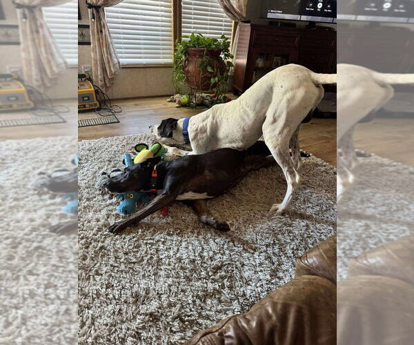 Medium Photo #11 Great Dane-Pointer Mix Puppy For Sale in Bullard, TX, USA