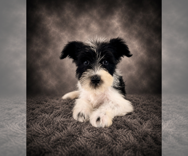 Medium Photo #3 Schnauzer (Miniature) Puppy For Sale in GREENFIELD, IN, USA