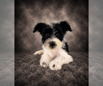 Small #2 Schnauzer (Miniature)