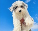 Puppy 0 Aussiedoodle Miniature 