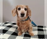 Small Dachshund